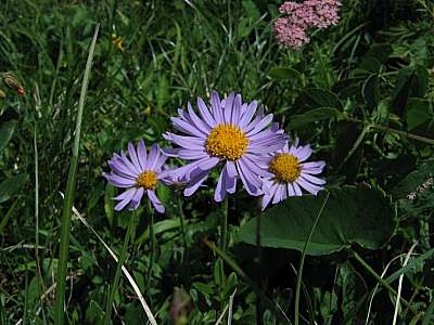 Alpen Aster 05.07.2008 Brauneck