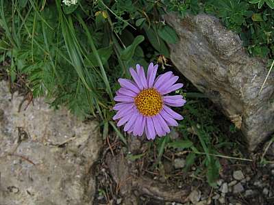 Alpen Aster 05.08.2009 Krottenkopf