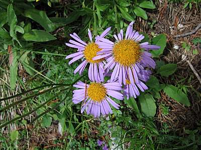 Alpen Aster 05.08.2009 Krottenkopf