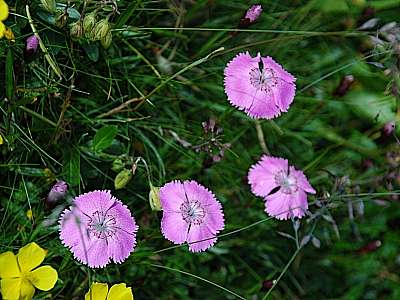 Alpen-Nelke 16.07.2009 Schneealpe