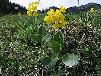 Aurikel 24.05.2008 Hochsalwand
