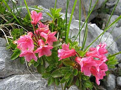 Bewimperte Alpenrose 26.07.08 Hochplatte