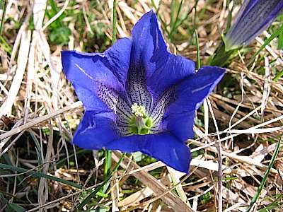 Clusius Enzian 11.05.2006 Kranzberg