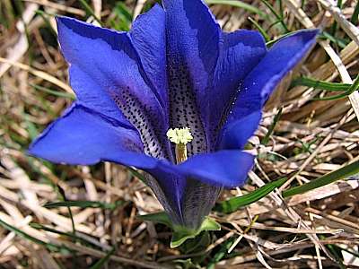 Clusius Enzian 11.05.2006 Kranzberg