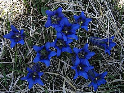 Clusius Enzian 07.05.2009 Hirzeneck