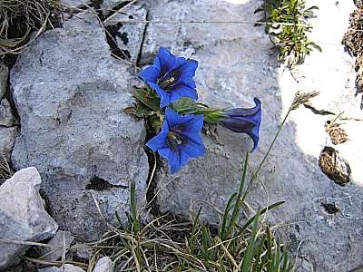 Clusius Enzian 13.05.2007 Benediktenwand