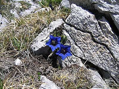 Clusius Enzian 13.05.2007 Benediktenwand