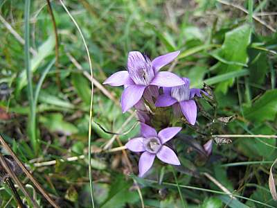 Deutscher Fransenenzian 14.09.2007 Wendelstein