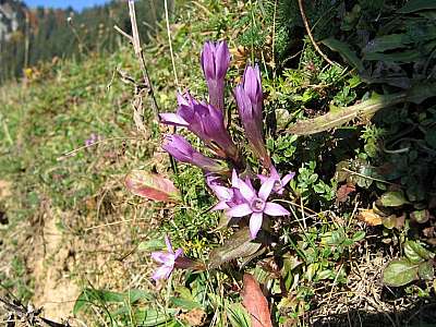 Deutscher Fransenenzian 12.10.2005 Brauneck