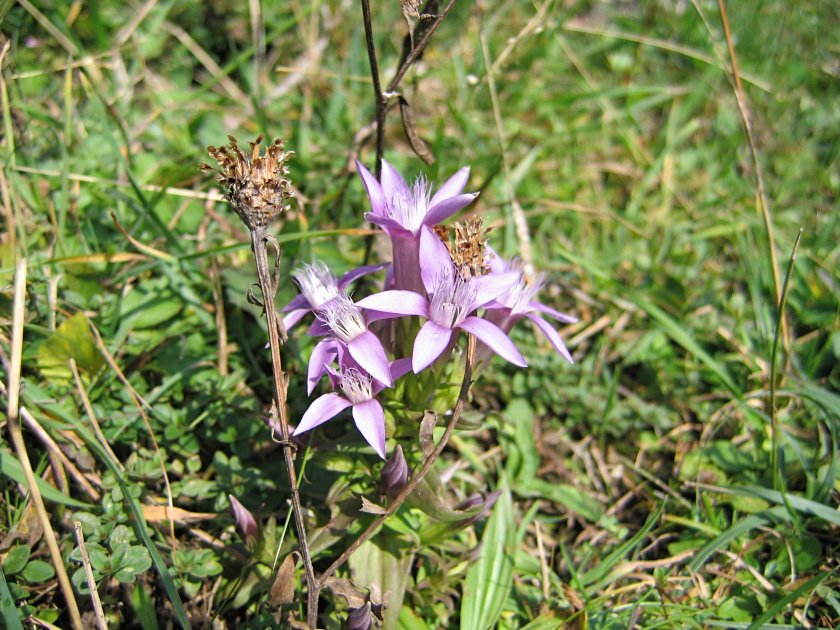 Deutscher Fransenenzian