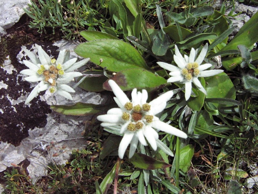Edelweiß