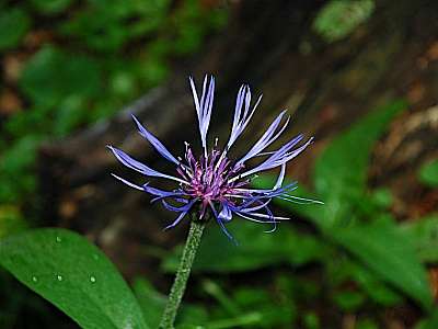 Berg-Flockenblume Windberg 16.07.09