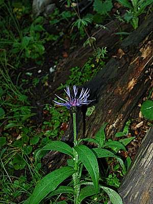 Berg-Flockenblume Windberg 16.07.09
