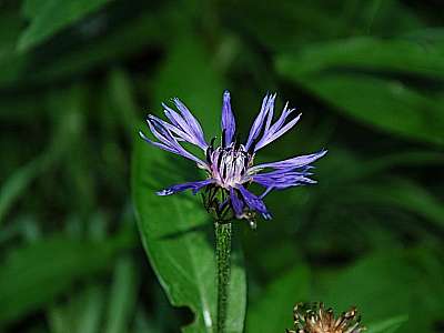 Berg-Flockenblume Windberg 16.07.09