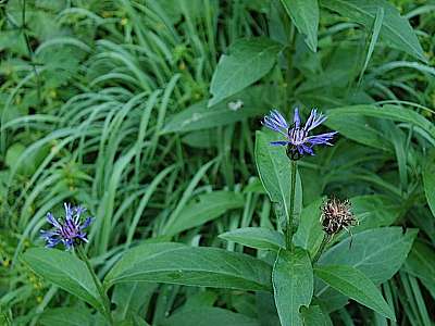 Berg-Flockenblume Windberg 16.07.09