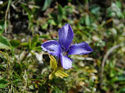 Fransenenzian  27.09.2009 Hohes Brett