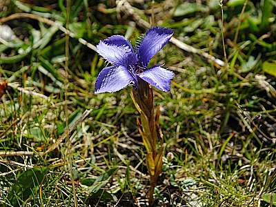 Fransenenzian  27.09.2009 Hohes Brett