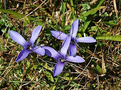 Fransenenzian  27.09.2009 Hohes Brett