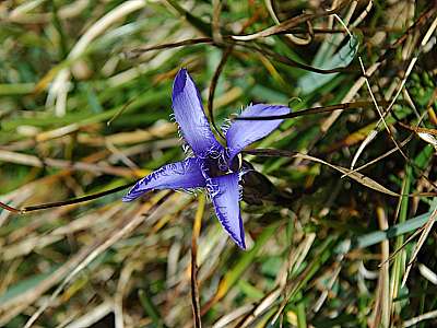 Fransenenzian  27.09.2009 Hohes Brett