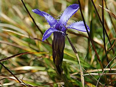 Fransenenzian  27.09.2009 Hohes Brett