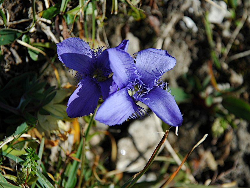 Gewöhnlicher Fransenenzian
