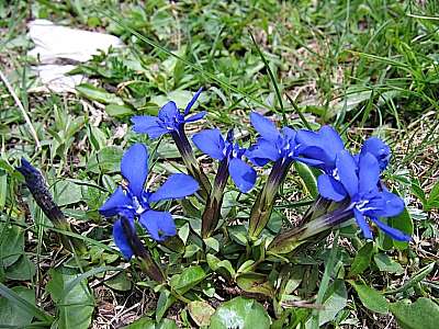 Fr&uuml;hlingsenzian 08.06.2006 Brecherspitze