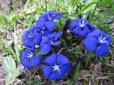 Fr&uuml;hlingsenzian 15 05 2006 Breitenstein