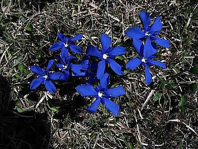 Fr&uuml;hlingsenzian 07.05.2009 Hirzeneck