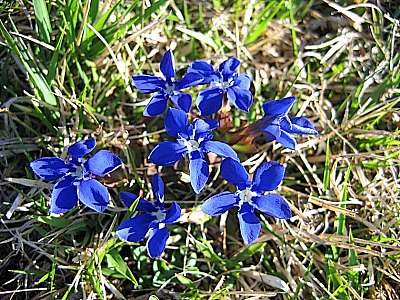 Fr&uuml;hlingsenzian 17.04.2007 Wendelstein