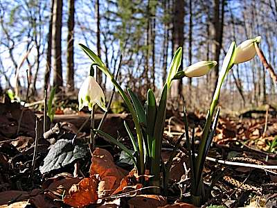 Fr&uuml;hlings-Knotenblume 9.2.2008 Andechs