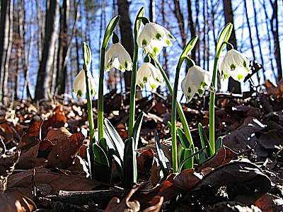 Fr&uuml;hlings-Knotenblume 9.2.2008 Andechs