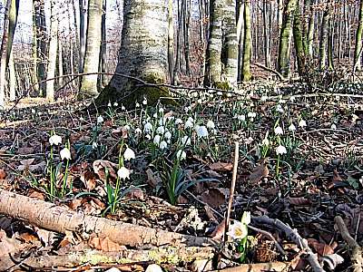Fr&uuml;hlings-Knotenblume 21.2.2007 Andechs