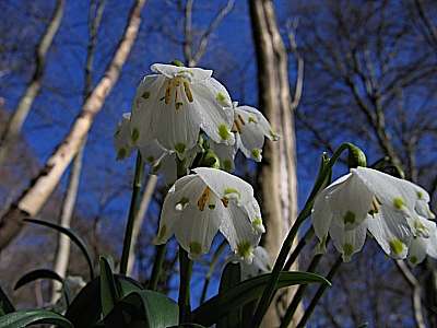 Fr&uuml;hlings-Knotenblume 24.2.2008 Andechs