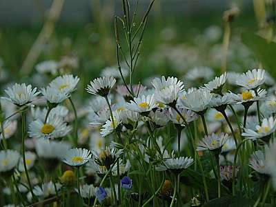 Gänseblümchen Ismaning 23.05.2010