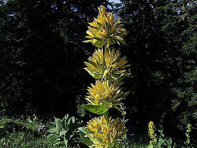 Gelber Enzian 11.7.2008 Benediktenwand