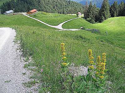 Gelber Enzian 15.7.2007 Brauneck