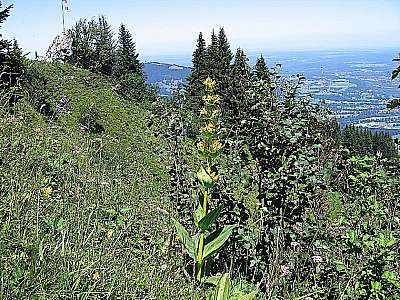 Gelber Enzian 15.7.2007 Brauneck