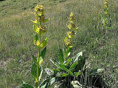 Gelber Enzian 15.7.2007 Brauneck