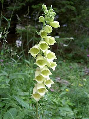 Gelber Fingerhut, Wallberg 2012