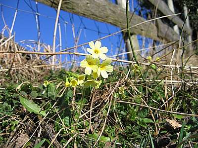 Hohe Schl&uuml;sselblume 13.03.2007 Schwarzenberg