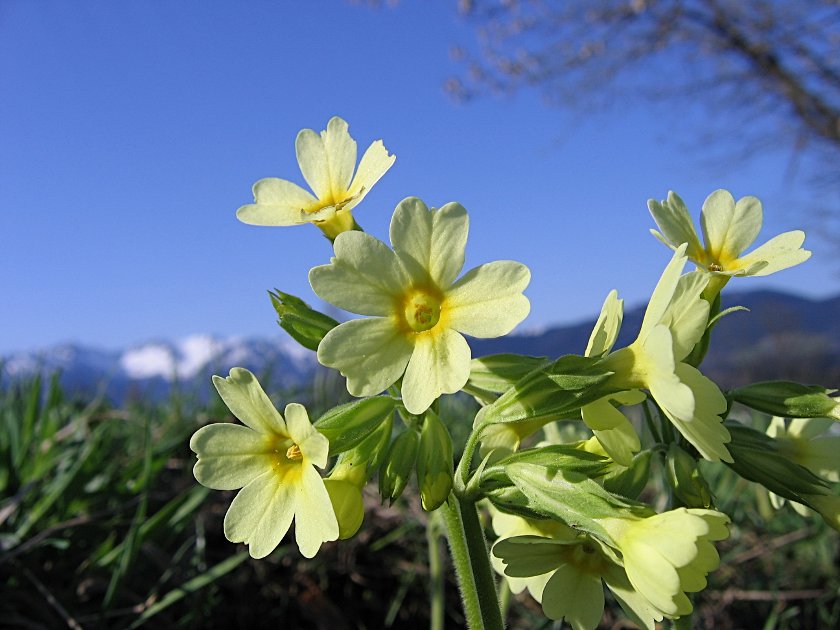 Hohe Schlüsselblume