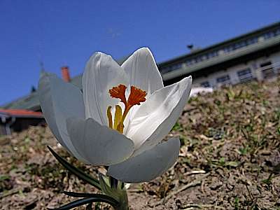 Krokus 21.04.2006 Heuberg