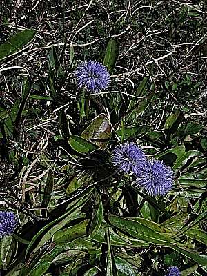 Kugelblume Rotwand 23.05.2009