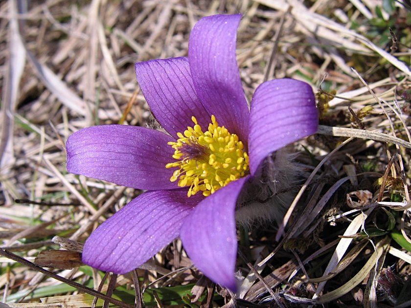 Gewöhnliche Kuhschelle