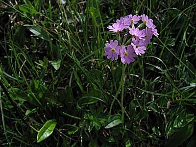 Mehlprimel 07.05.2009 Hirzeneck