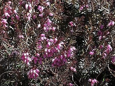 Schneeheide 25.04.2009 Wank