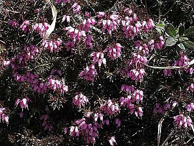 Schneeheide 25.04.2009 Wank