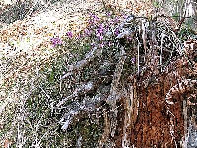 Schneeheide 23.04.2005 Grünstein