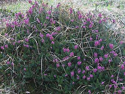 Schneeheide 30.04.2005 Wank