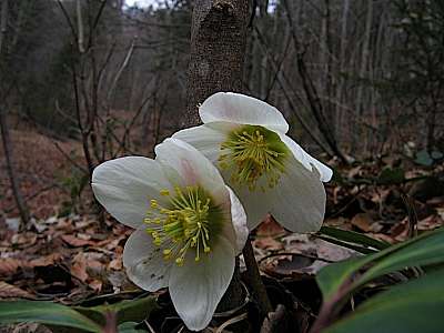 Schneerose 18.02.2008 Feuerköpfl